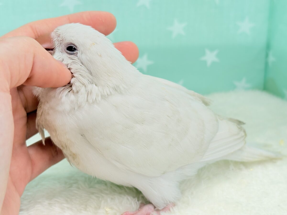オキナインコ