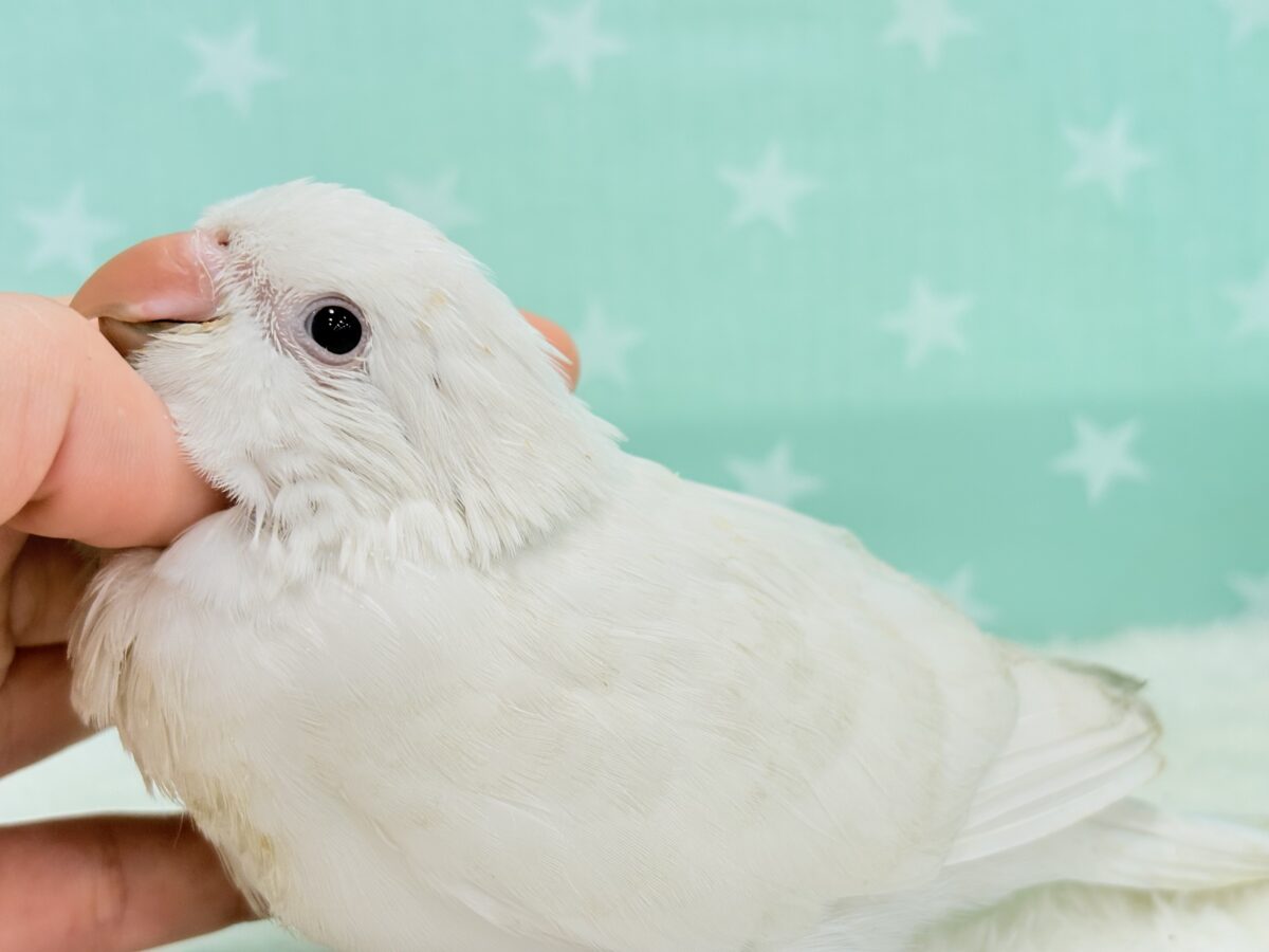 オキナインコ