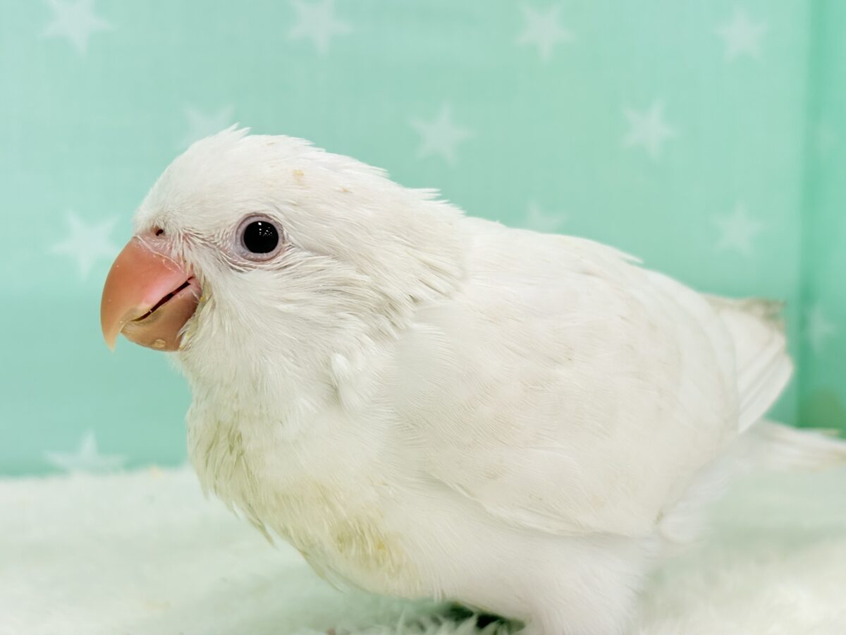 オキナインコ