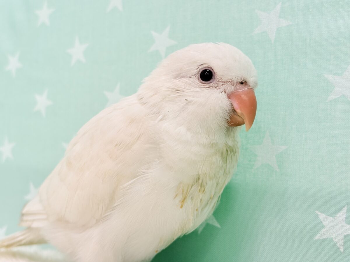 オキナインコ