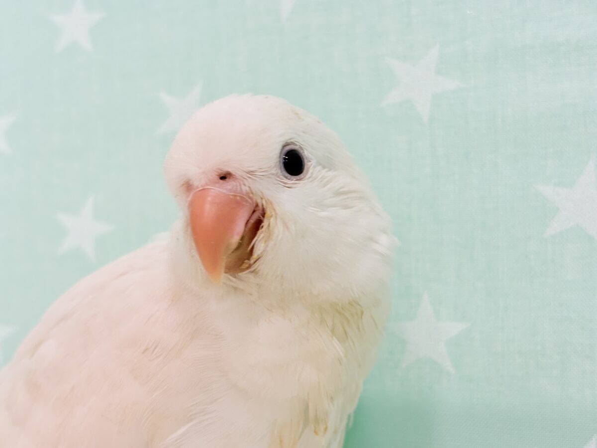 オキナインコ