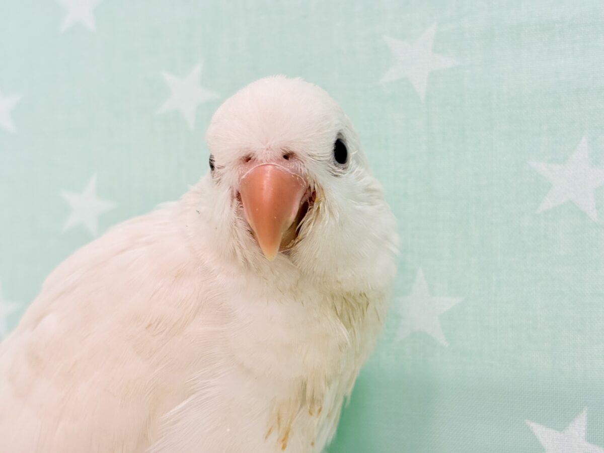 オキナインコ
