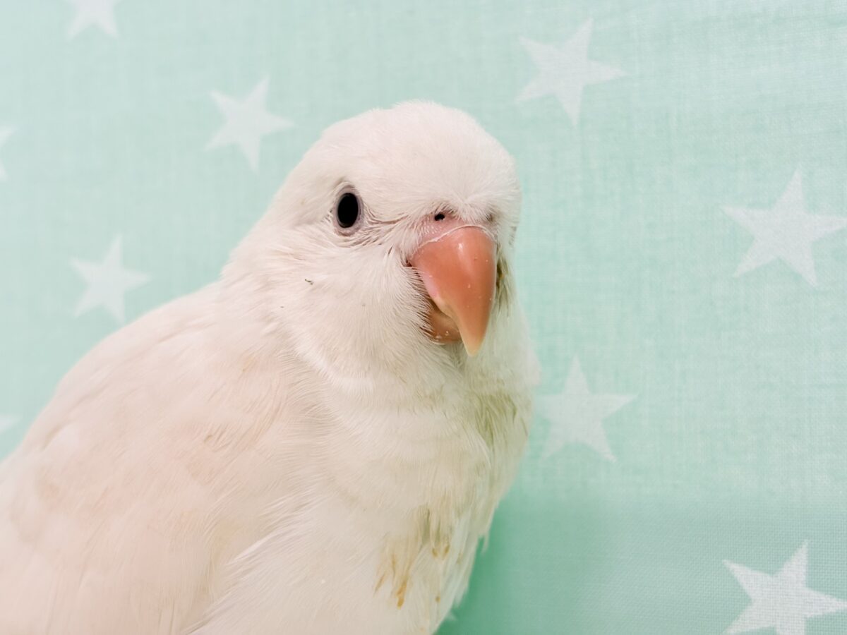 オキナインコ