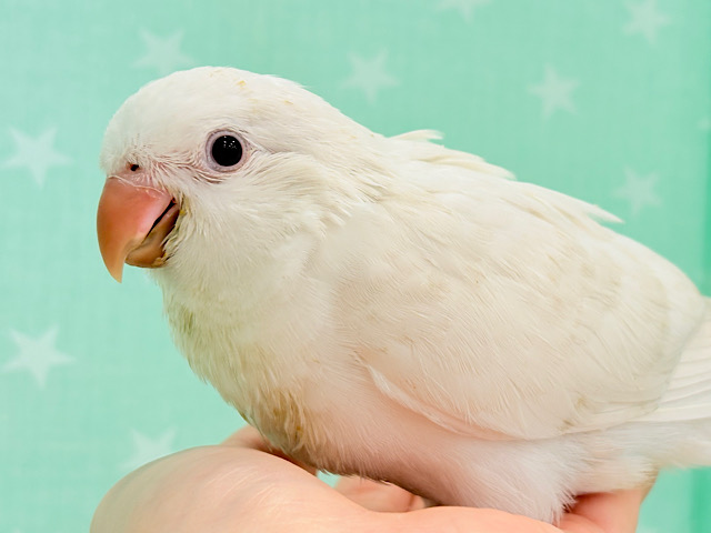 雪だるまつく〜ろぉ〜〜🐣🤍🫧オキナインコ(アルビノ) ヒナ