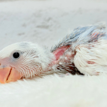コザクラインコ（小桜インコ） の販売一覧| 千葉県・栃木県・神奈川県