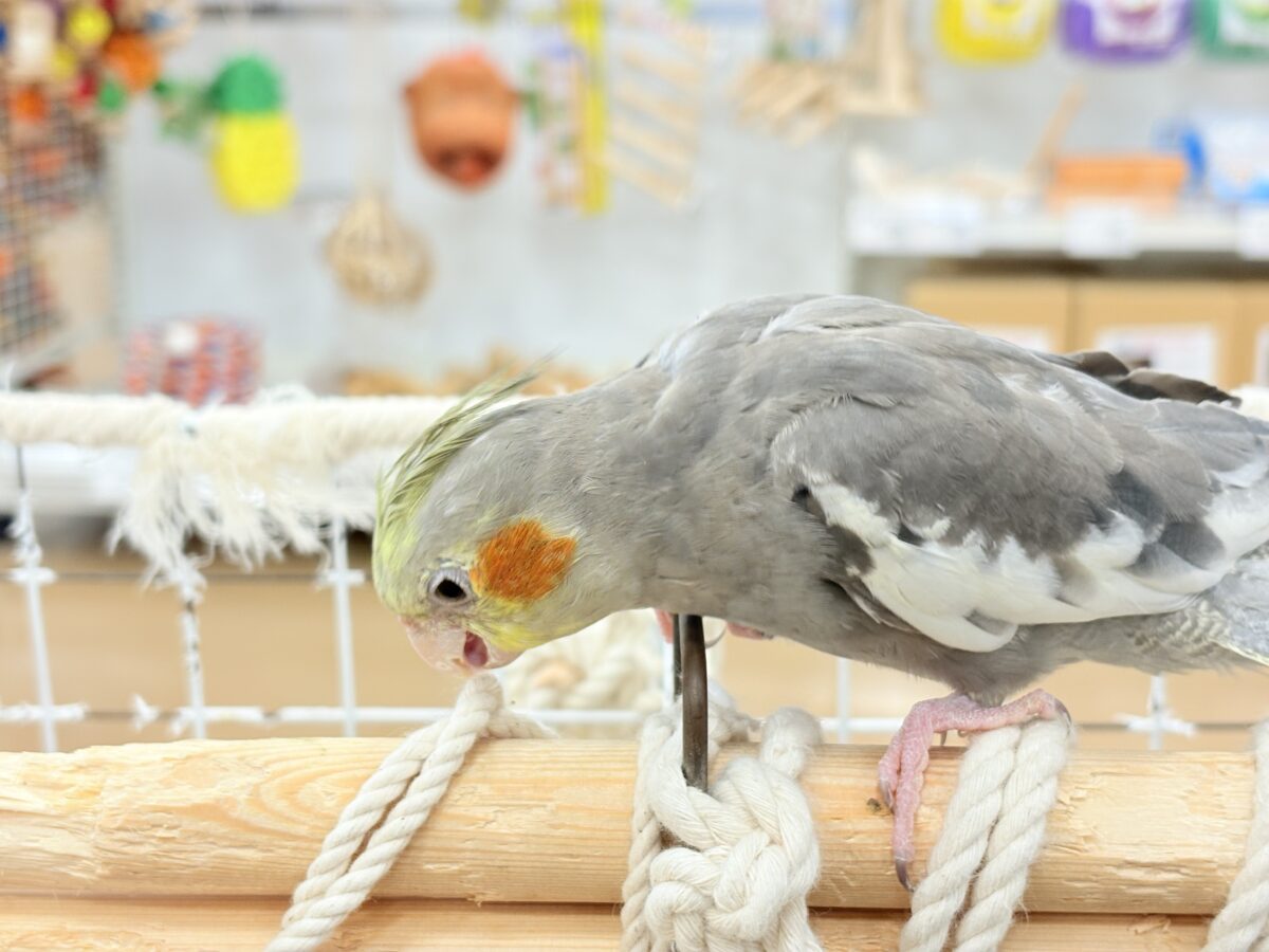 オカメインコ