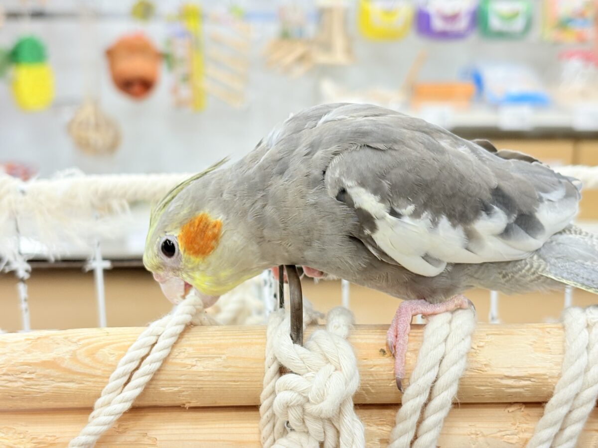 オカメインコ