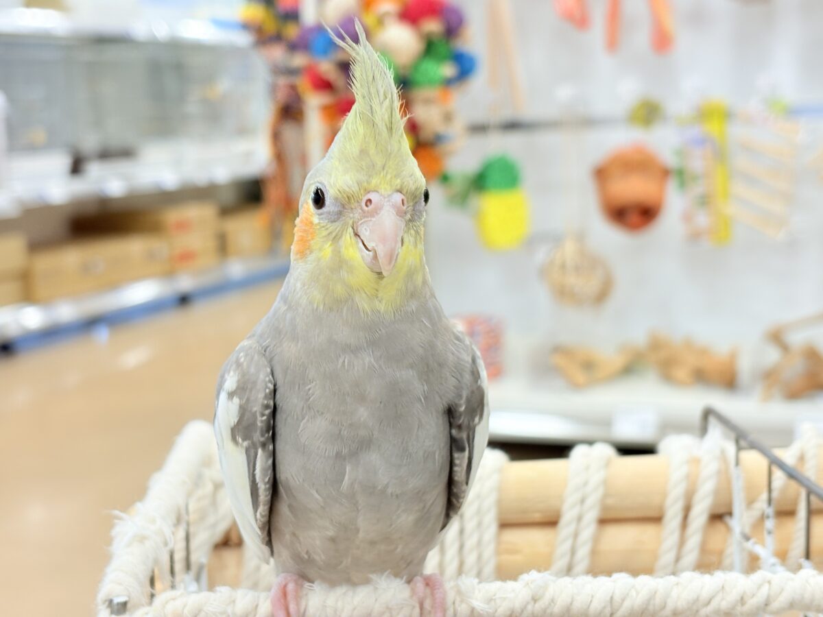 オカメインコ