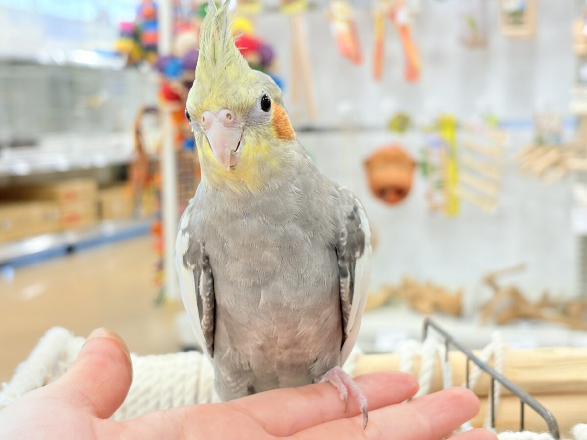 オカメインコ