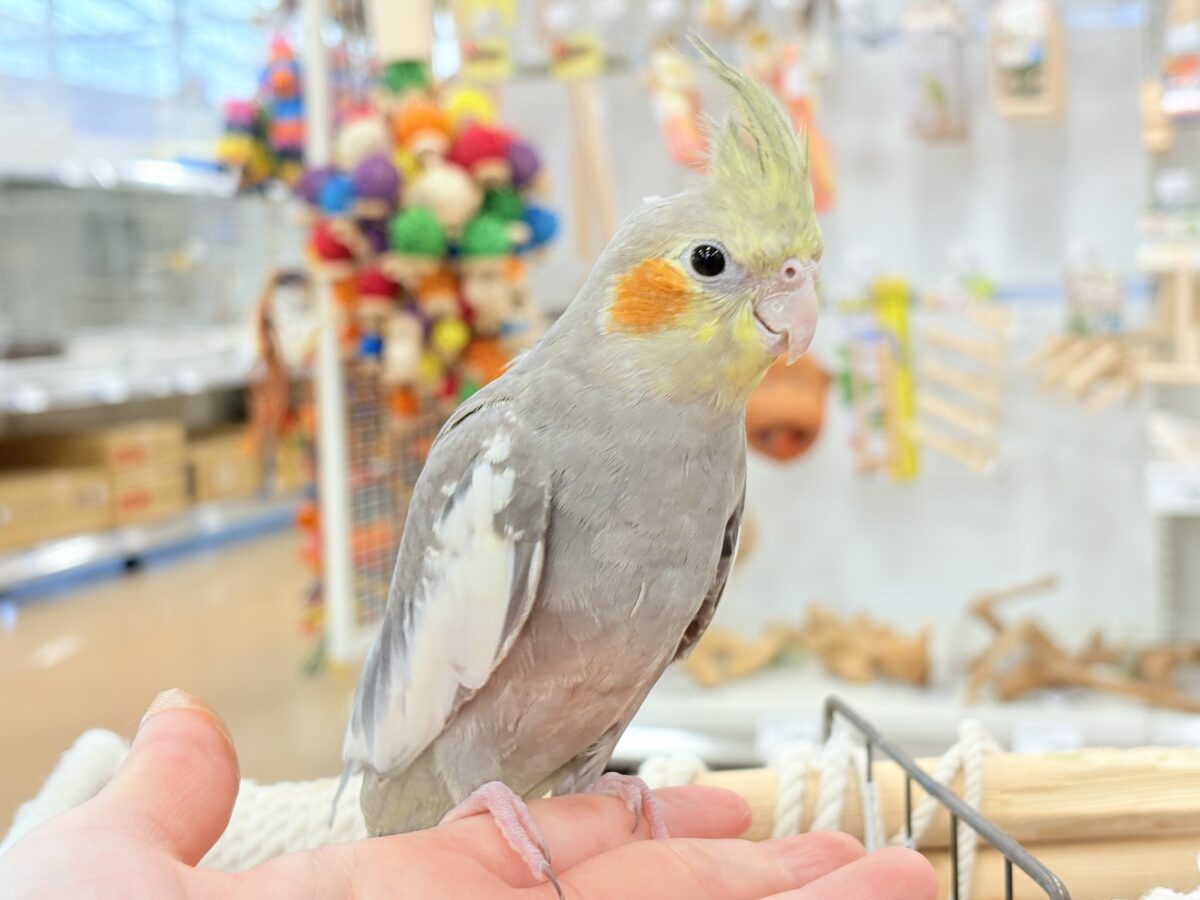 オカメインコ