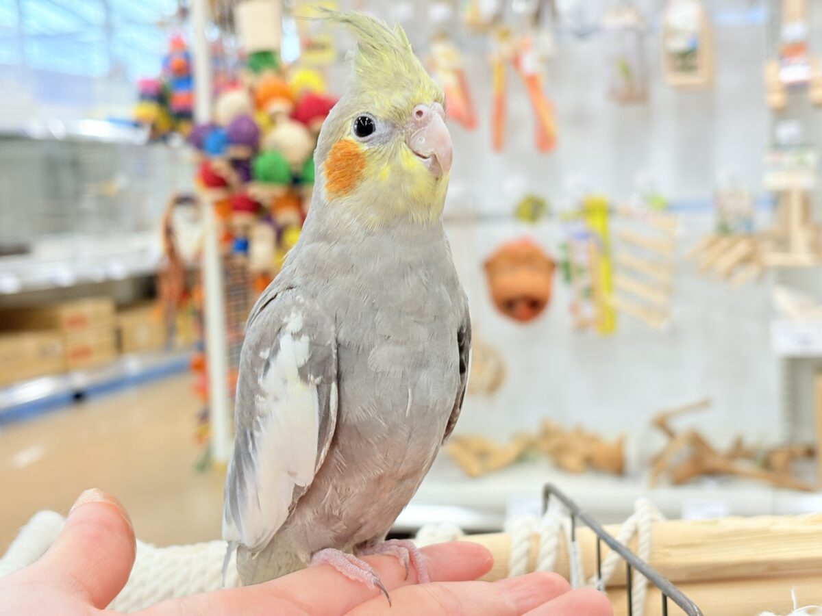オカメインコ