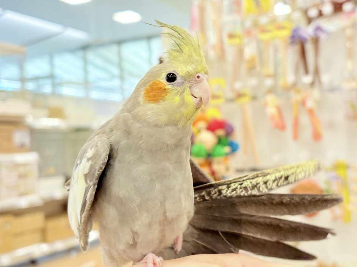 オカメインコ
