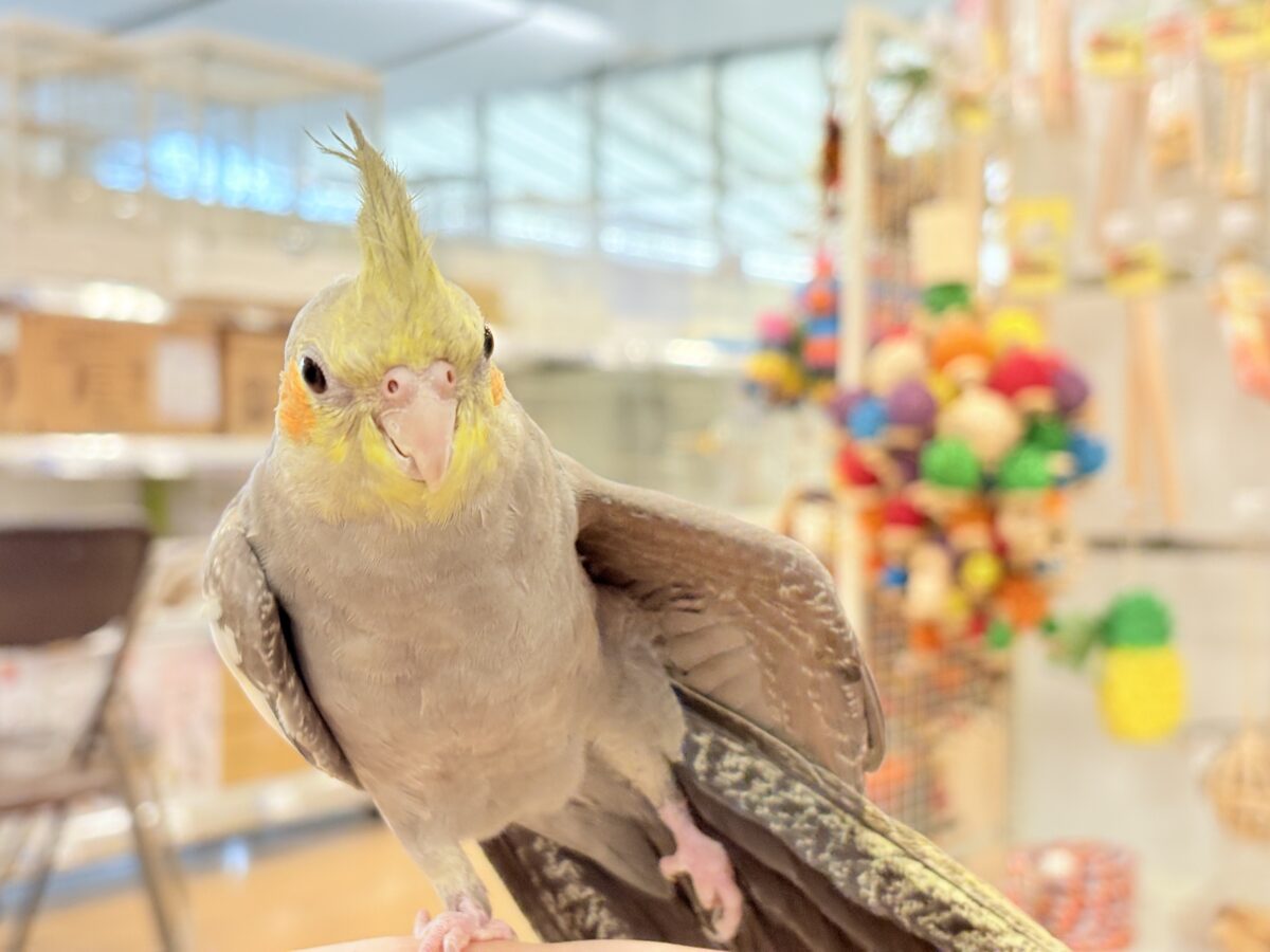 オカメインコ