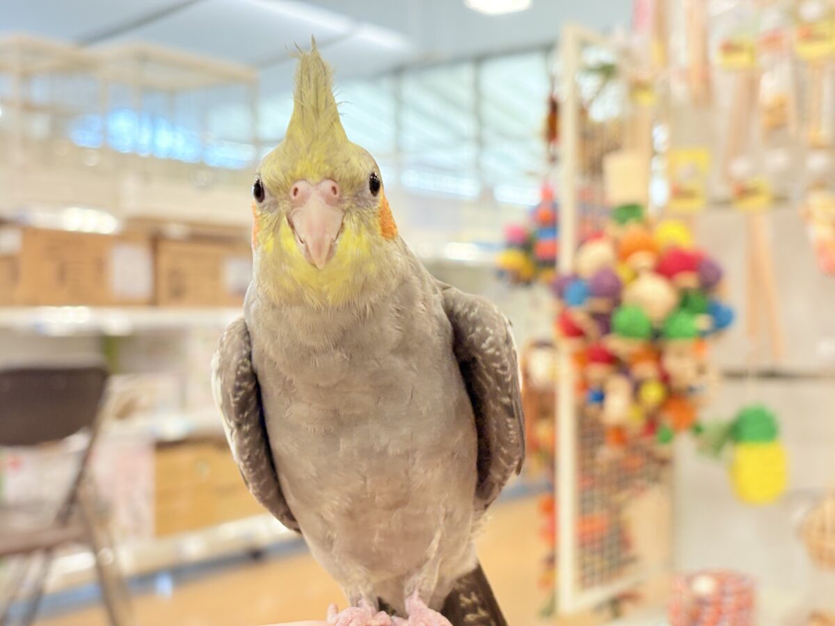 オカメインコ