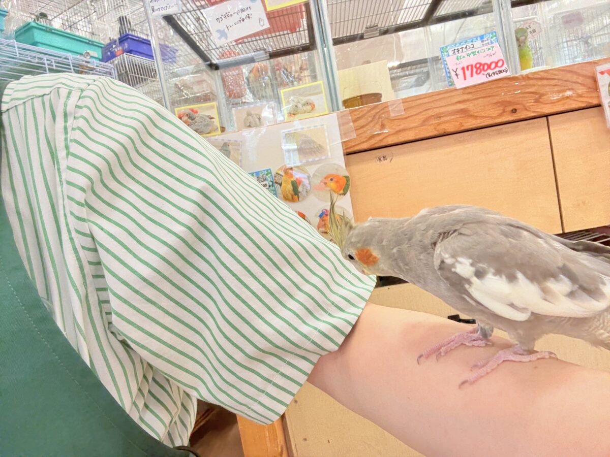 オカメインコ