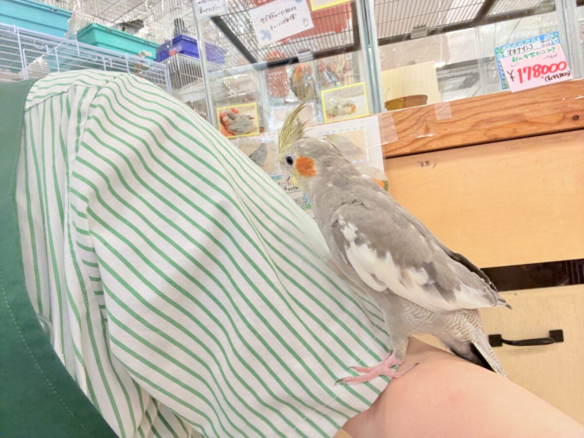 オカメインコ