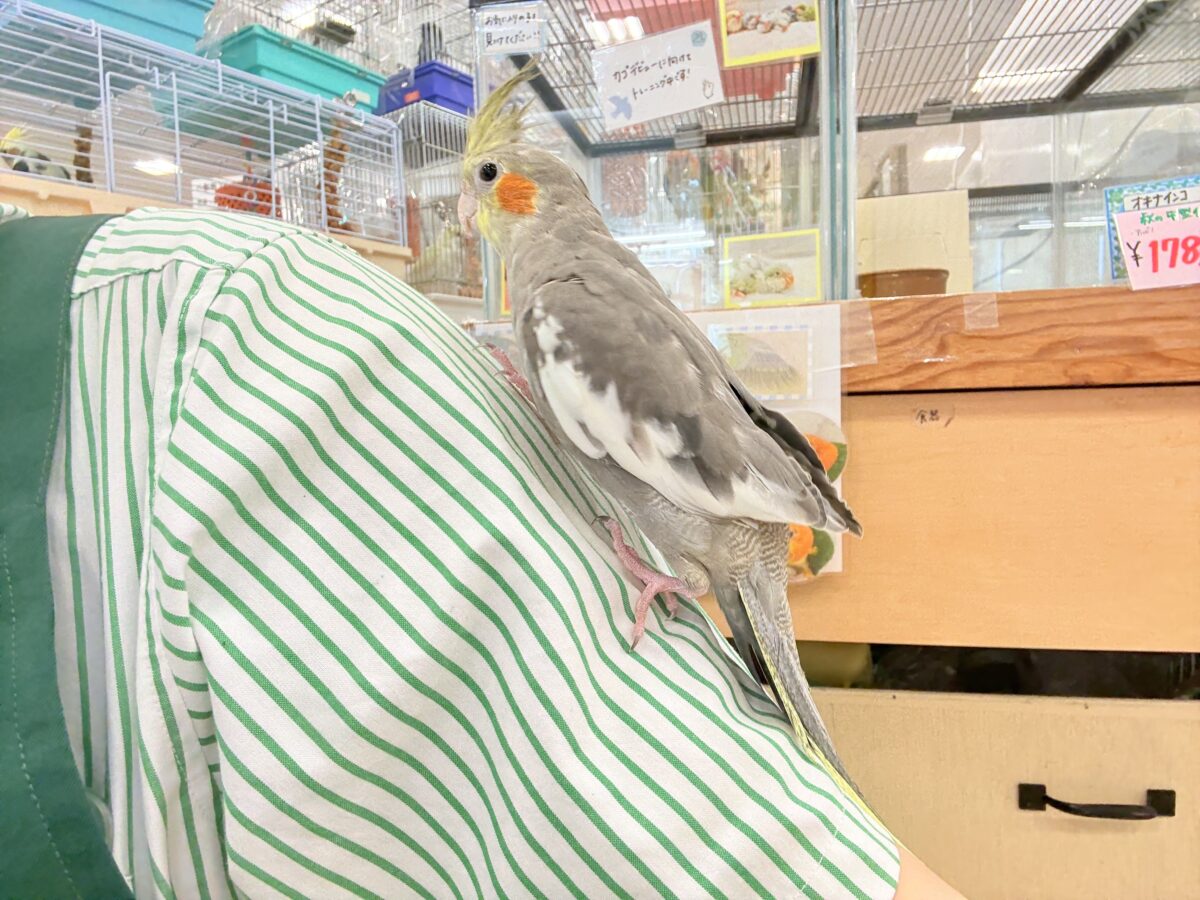 オカメインコ