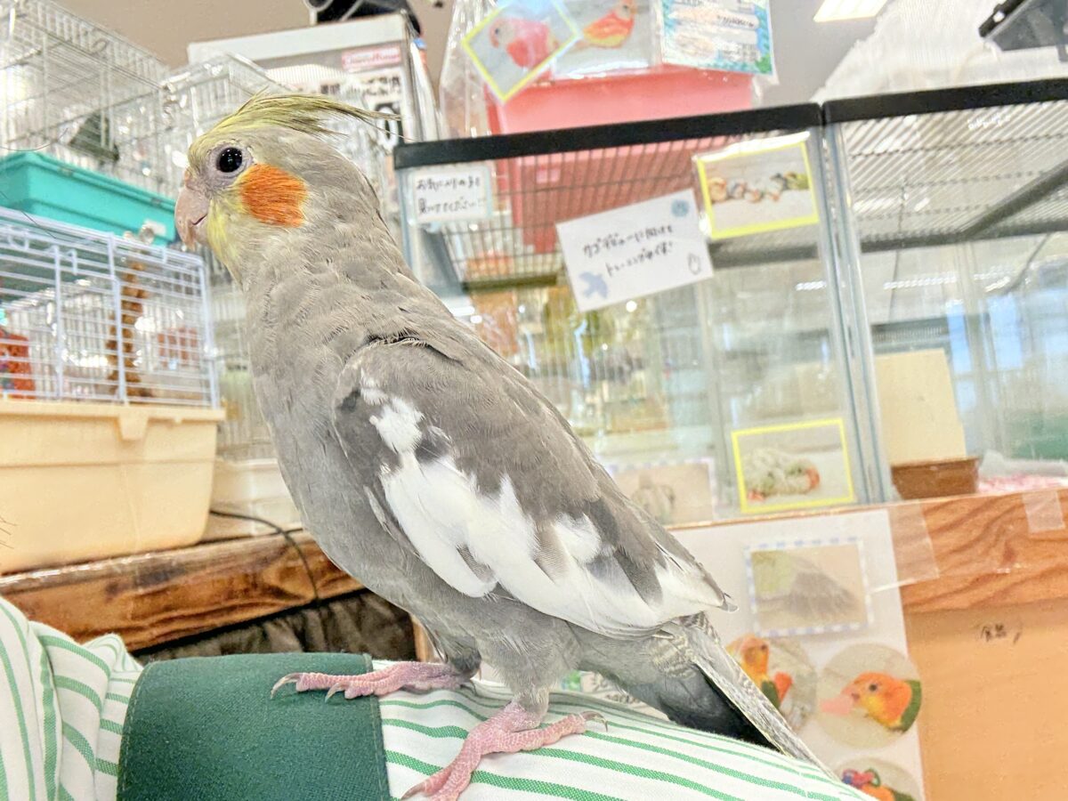 オカメインコ