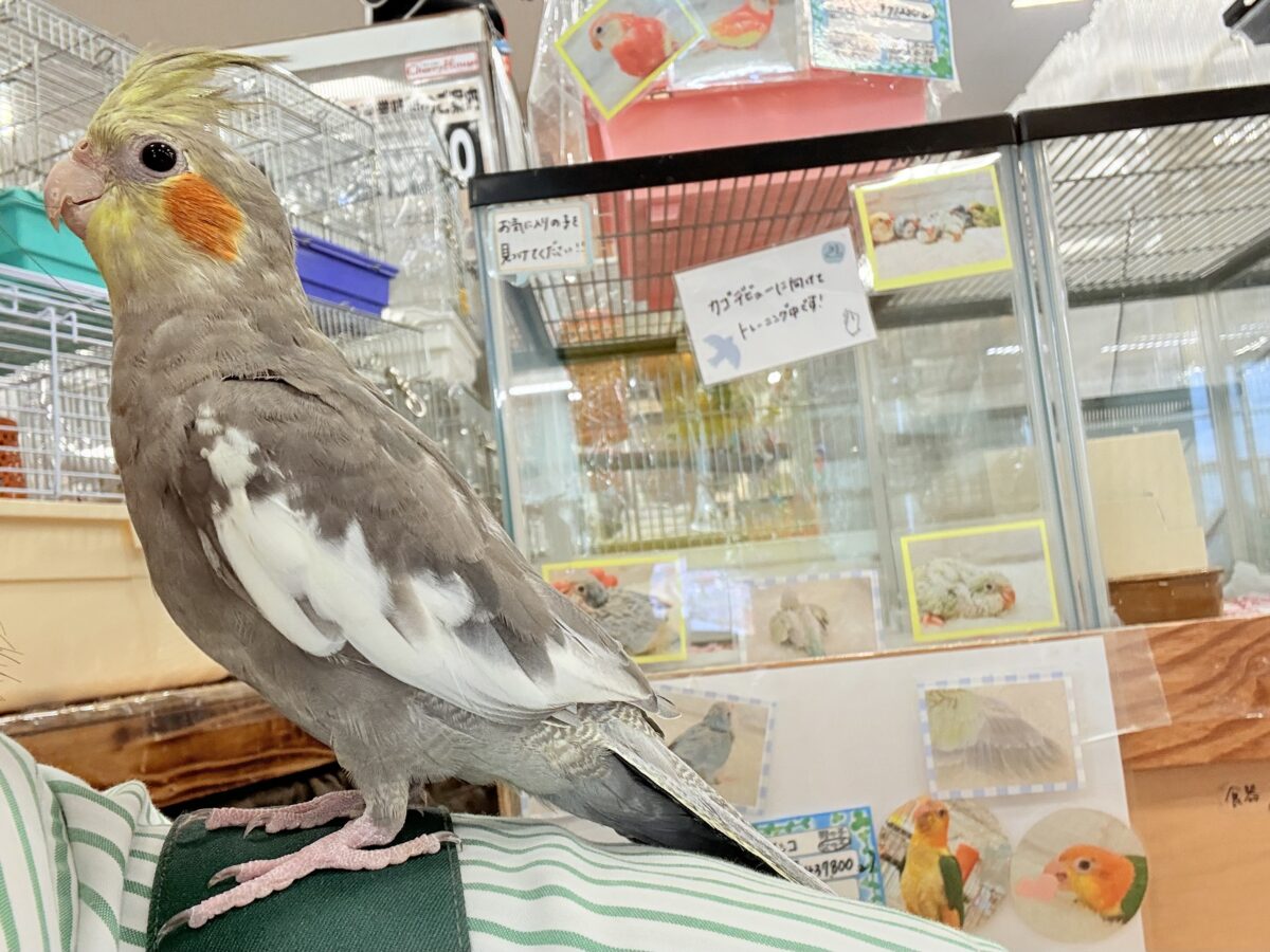 オカメインコ