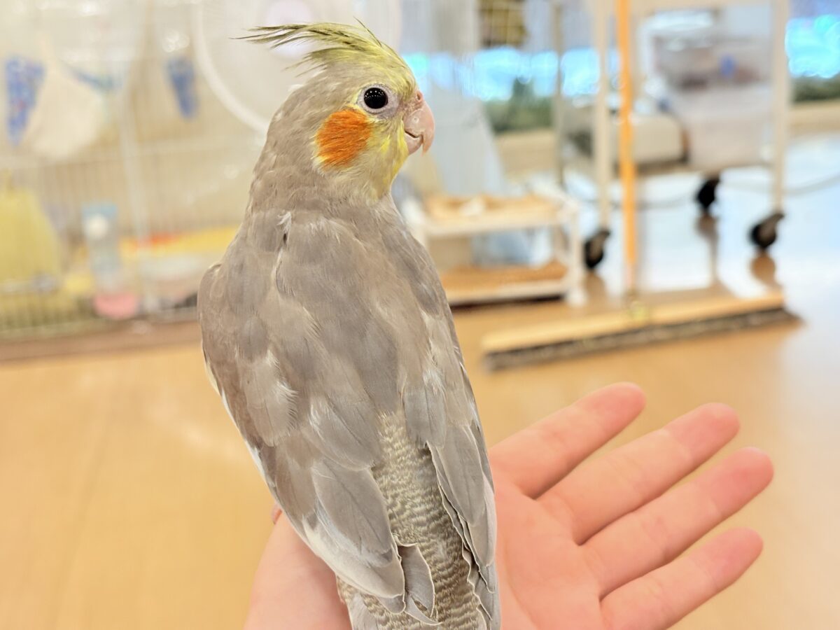 オカメインコ