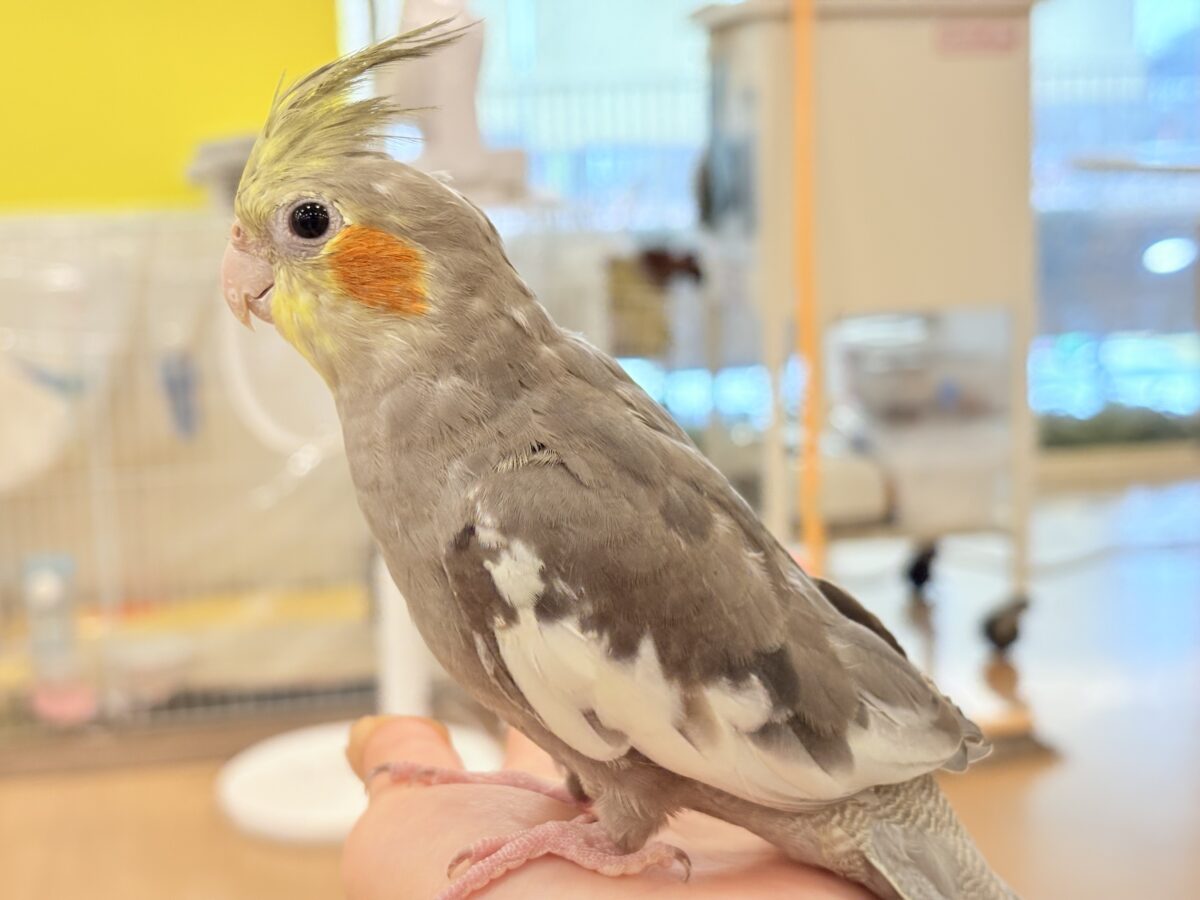 オカメインコ