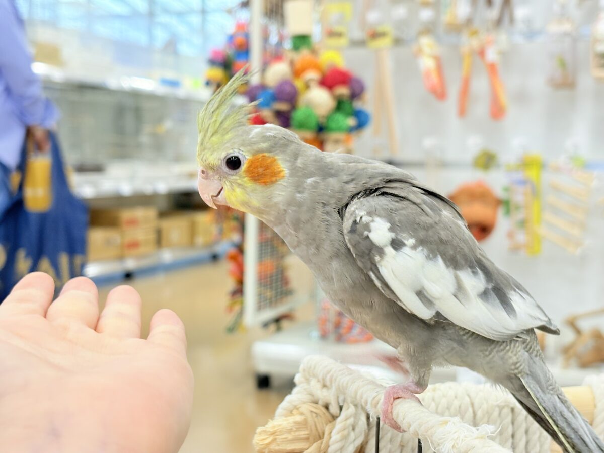 オカメインコ