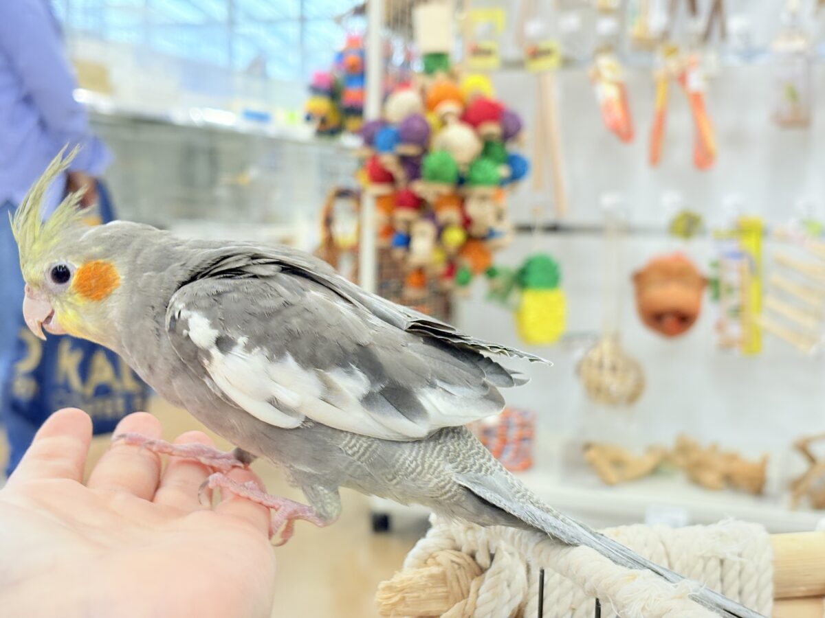 オカメインコ