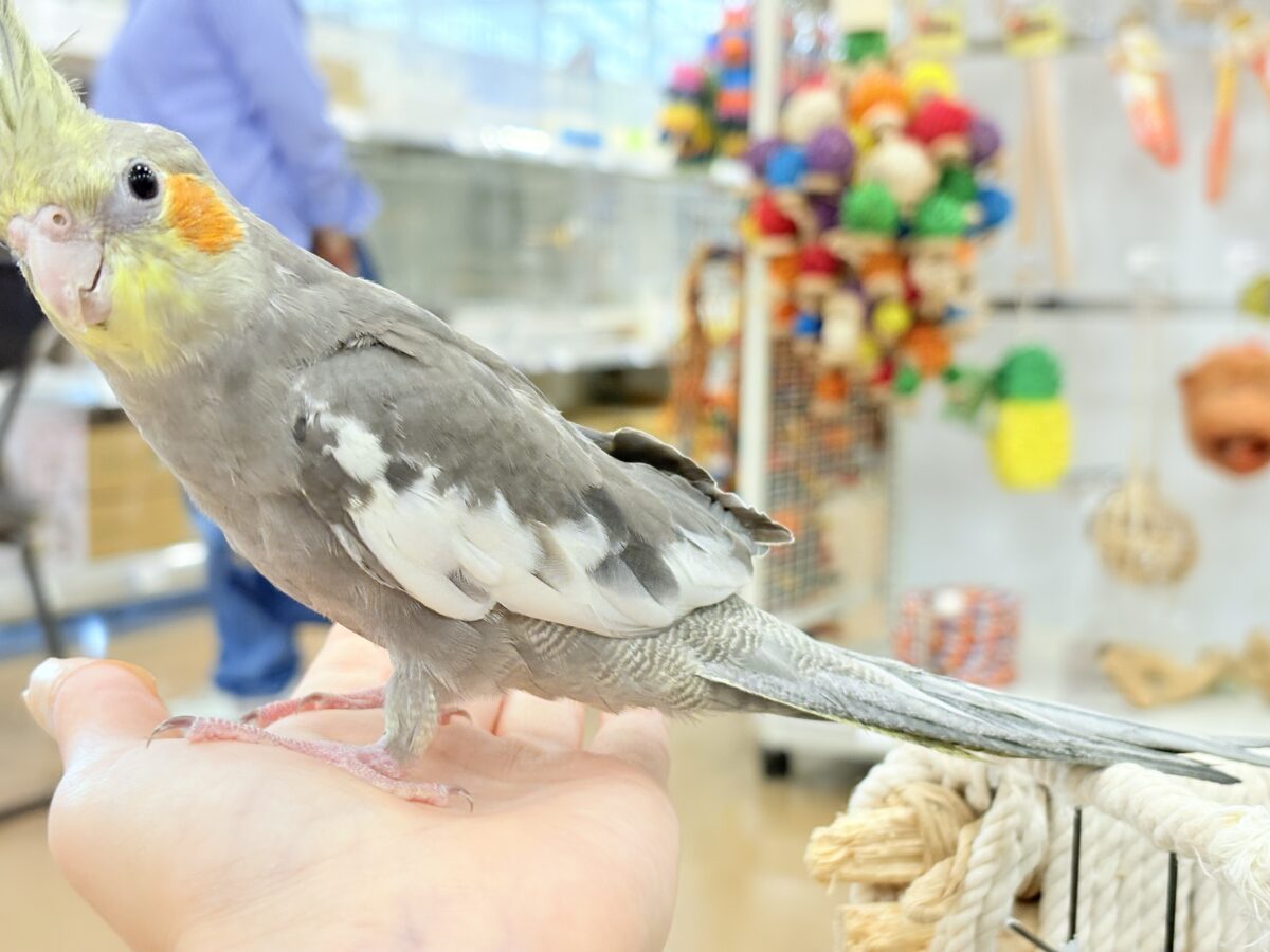 オカメインコ