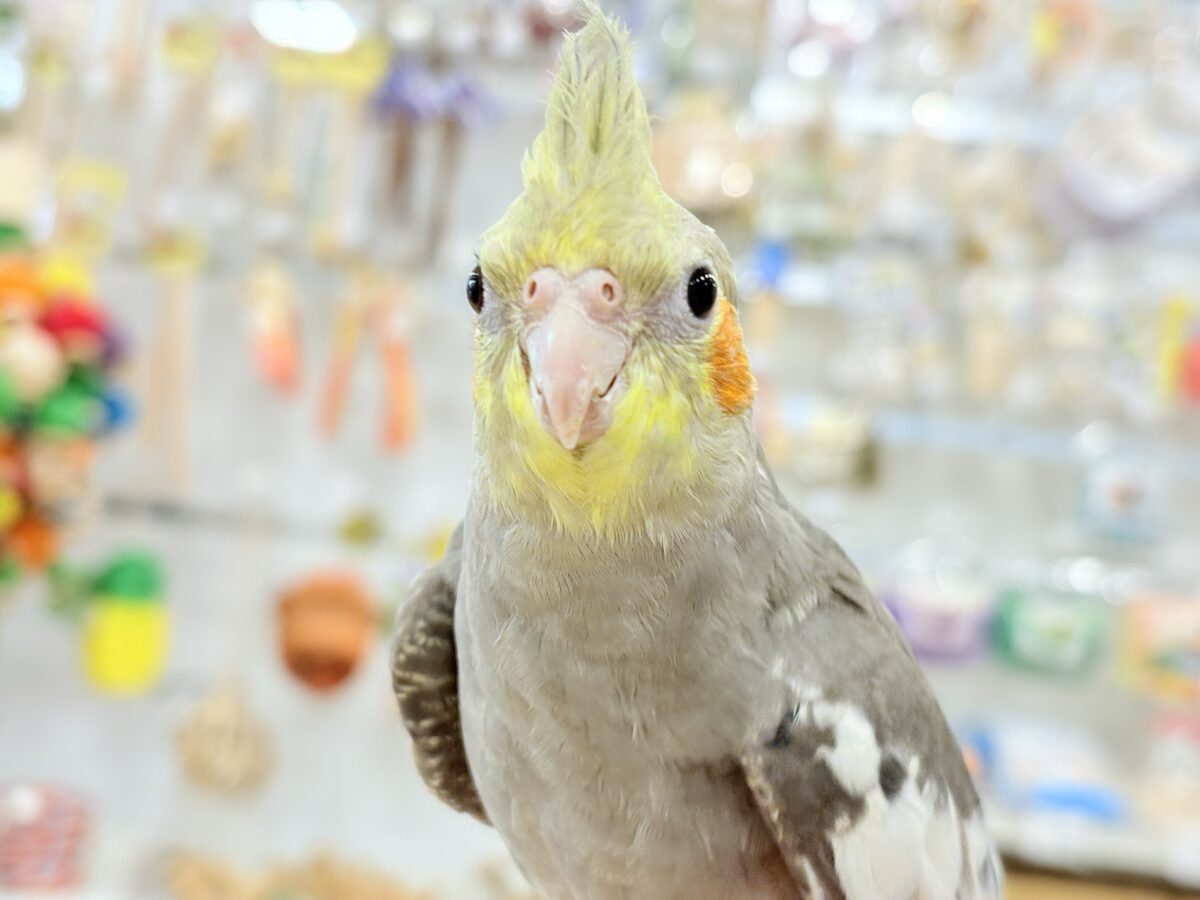 オカメインコ