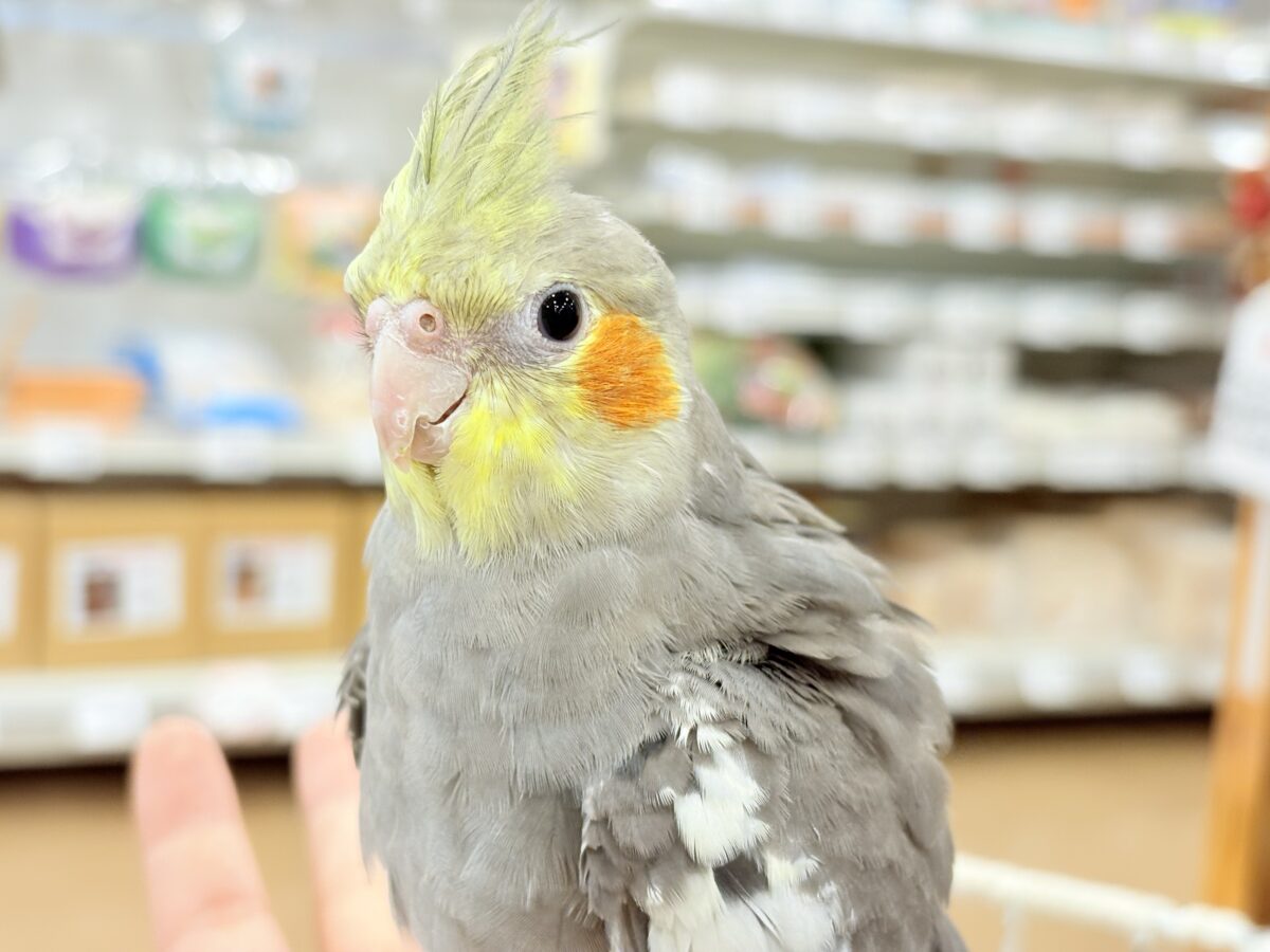 オカメインコ
