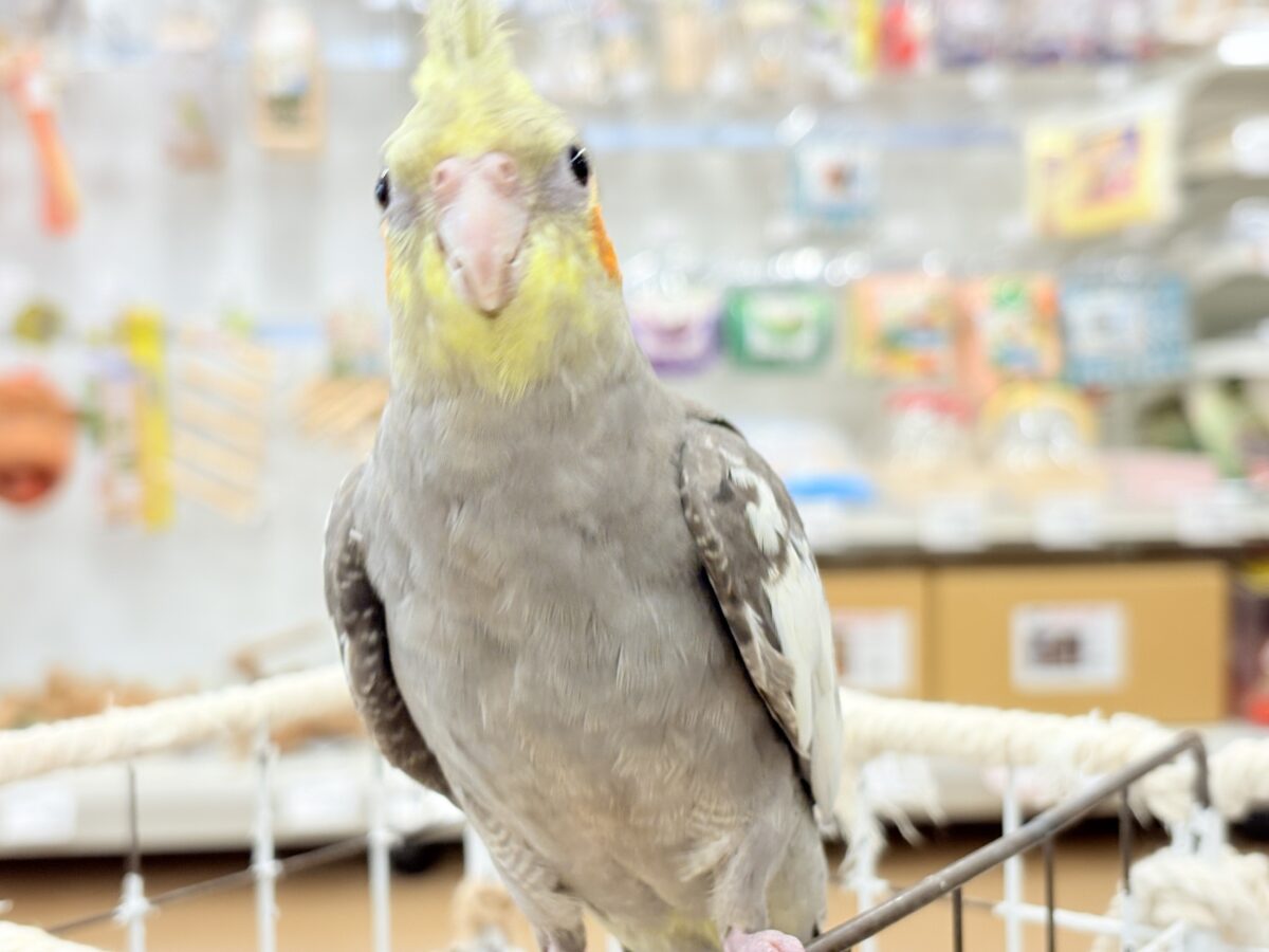 オカメインコ