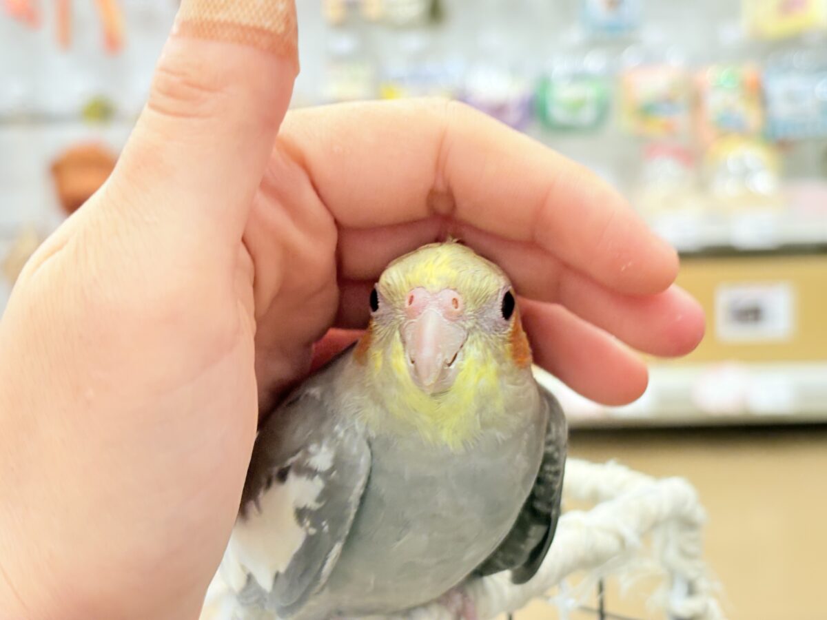オカメインコ