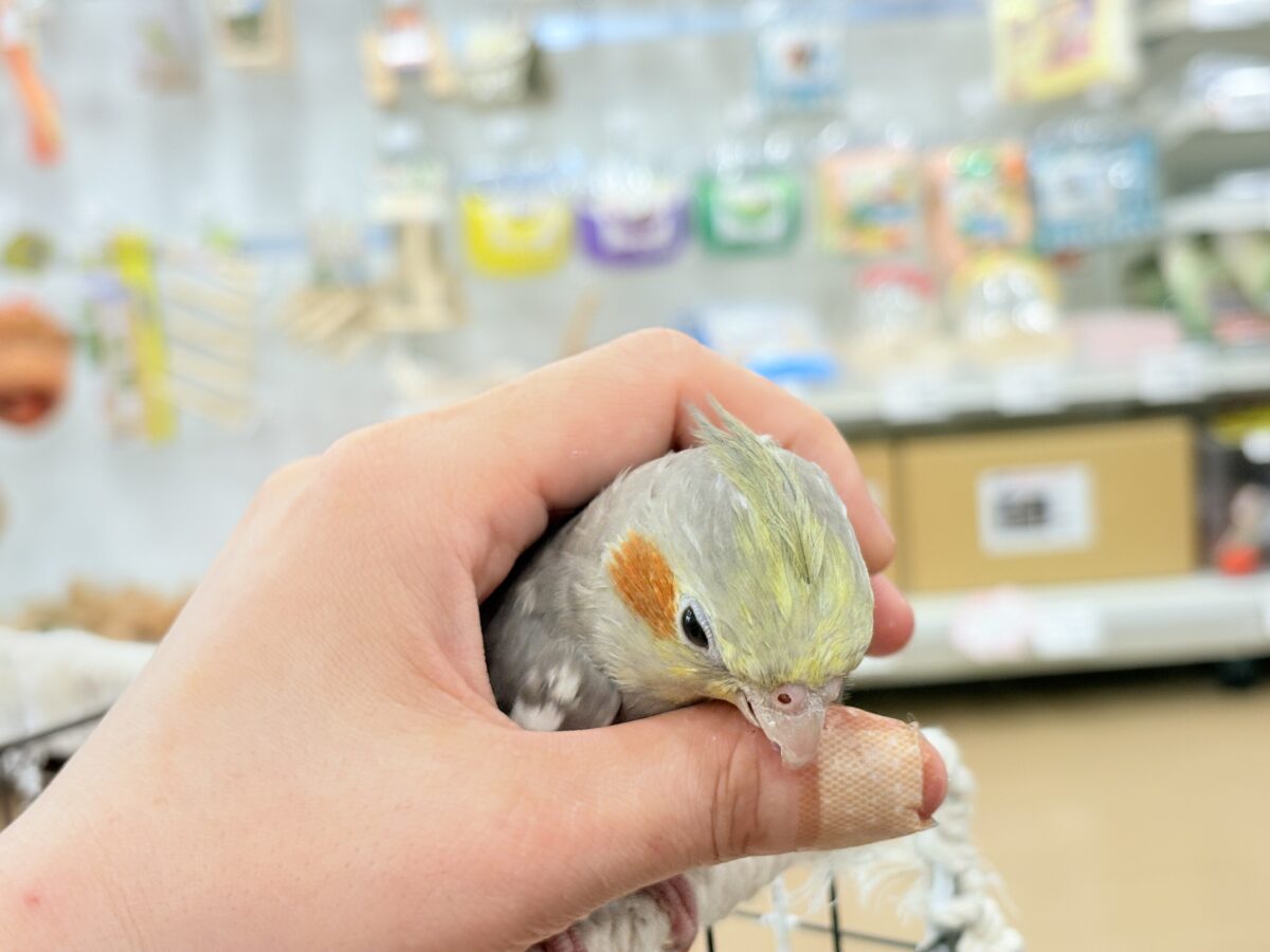オカメインコ