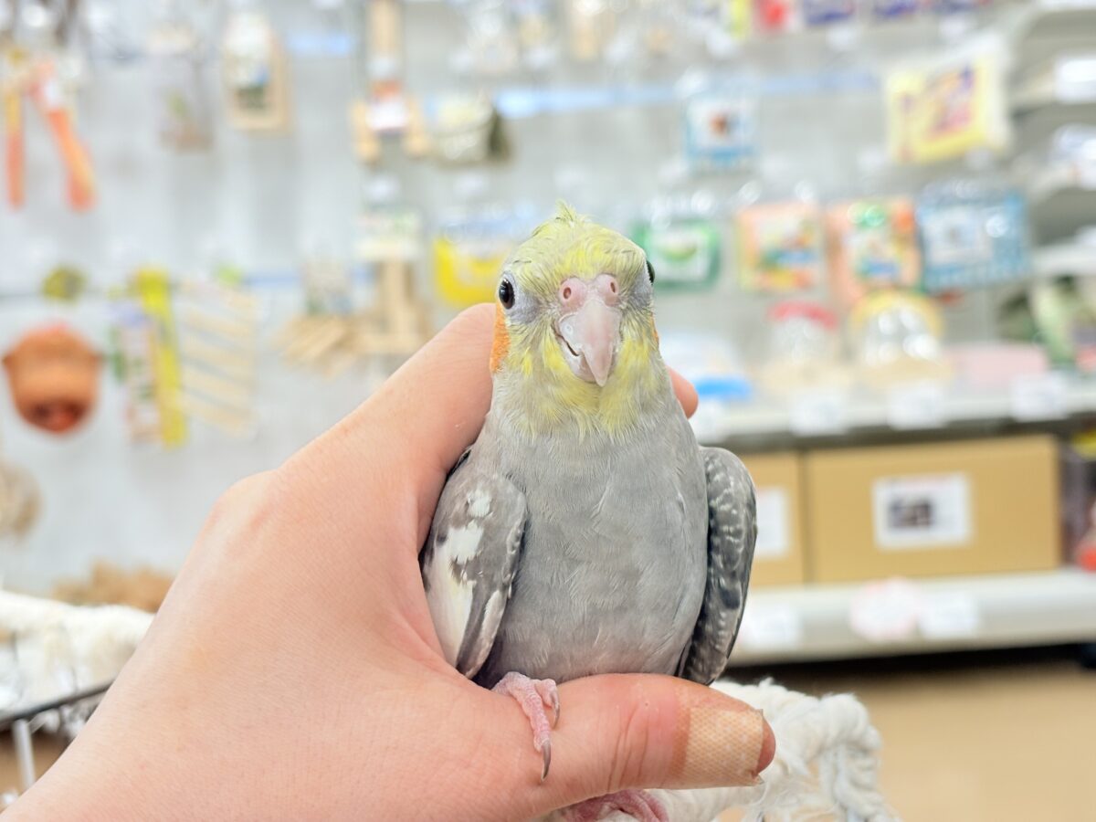 オカメインコ