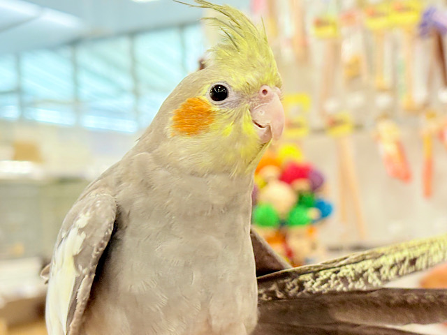 毎日肩の上まで冒険するよ🐥🏕オカメインコ(ノーマル)