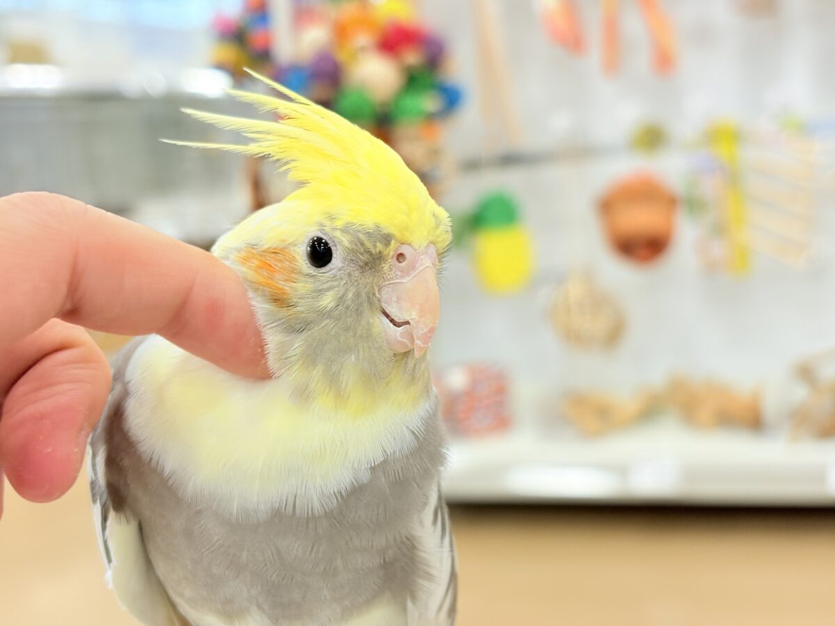 オカメインコ