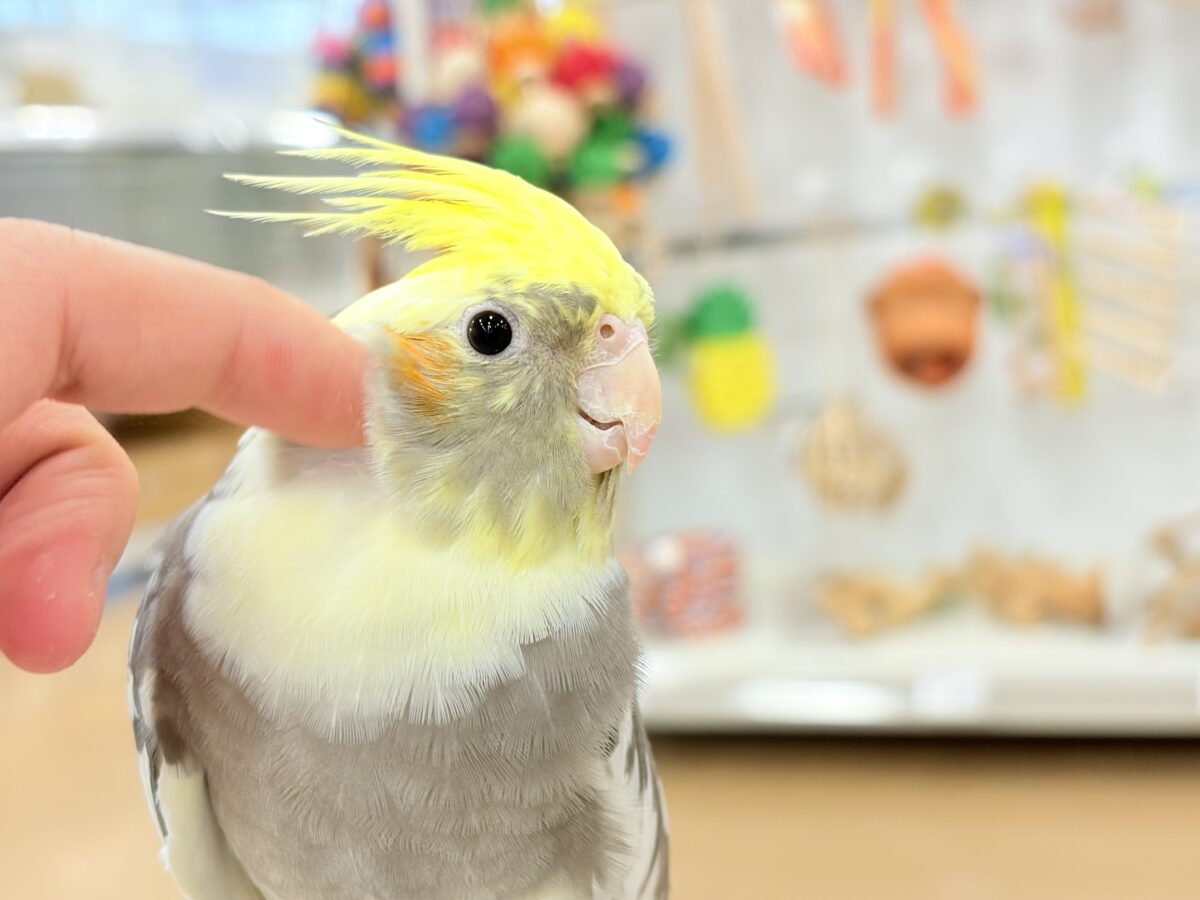 オカメインコ