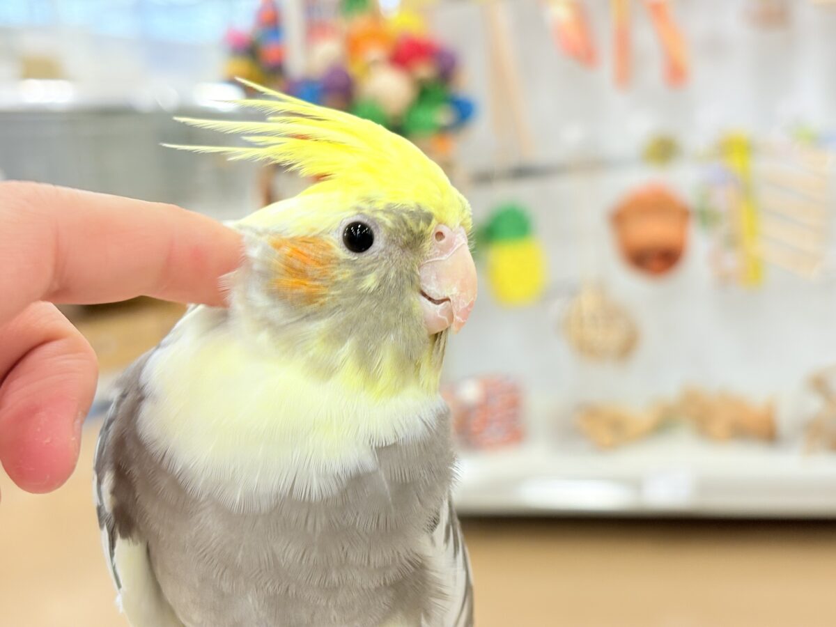 オカメインコ