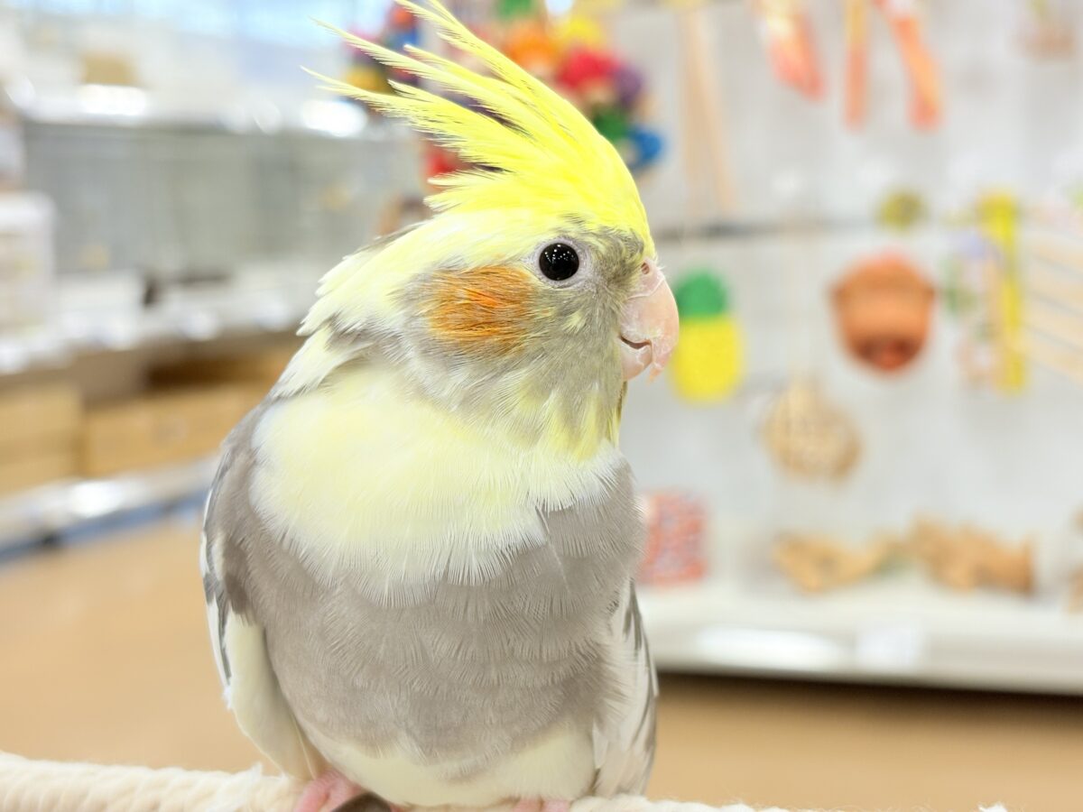 オカメインコ
