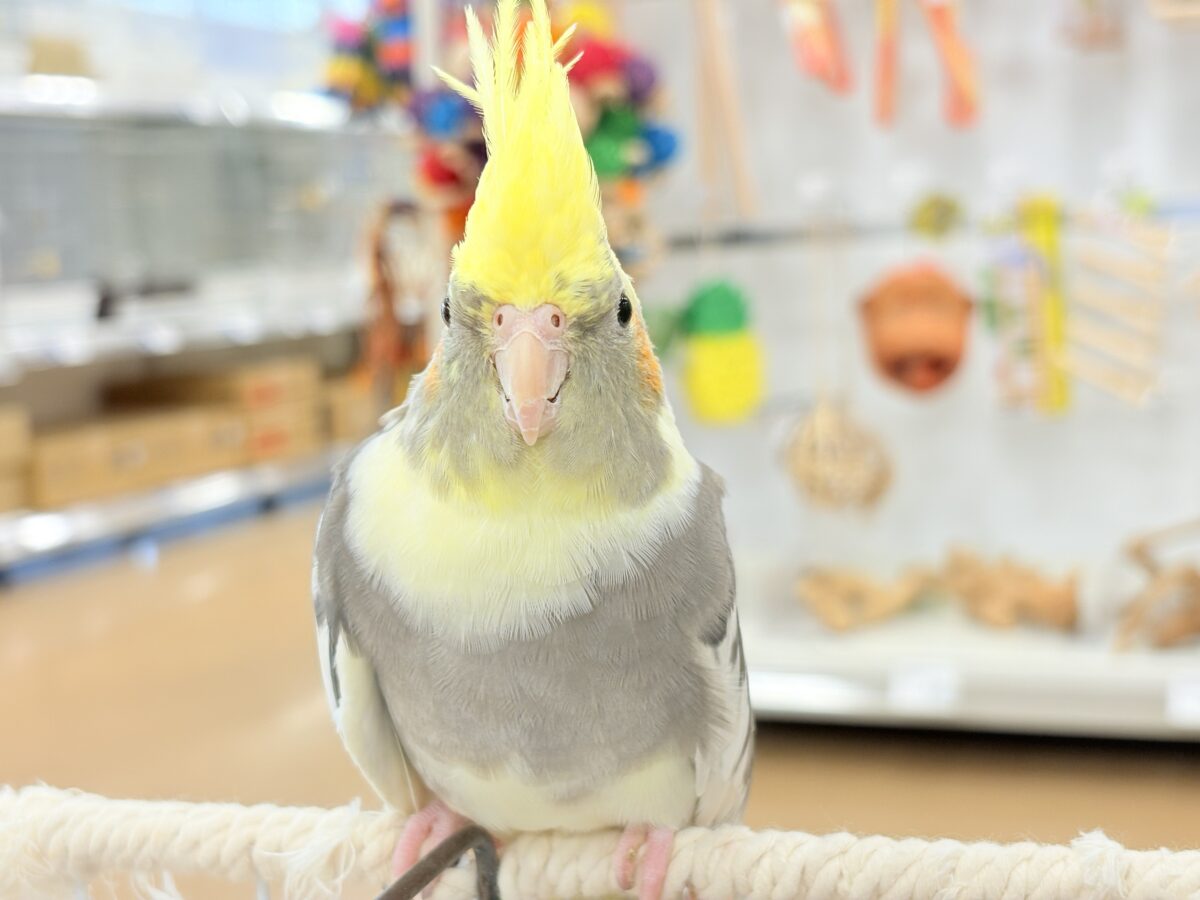 オカメインコ