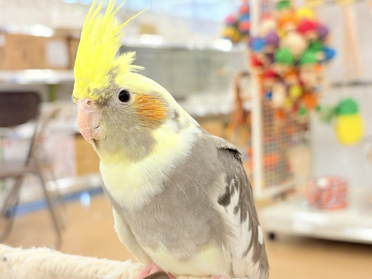オカメインコ