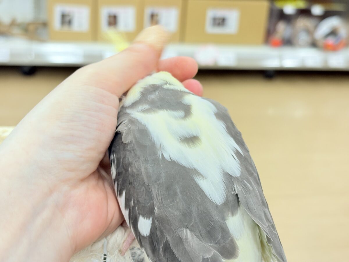 オカメインコ