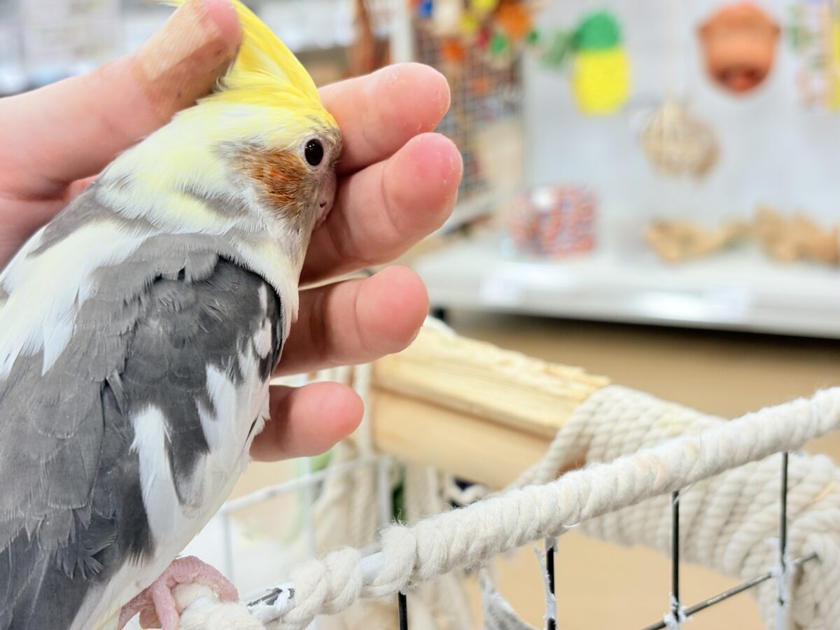 オカメインコ