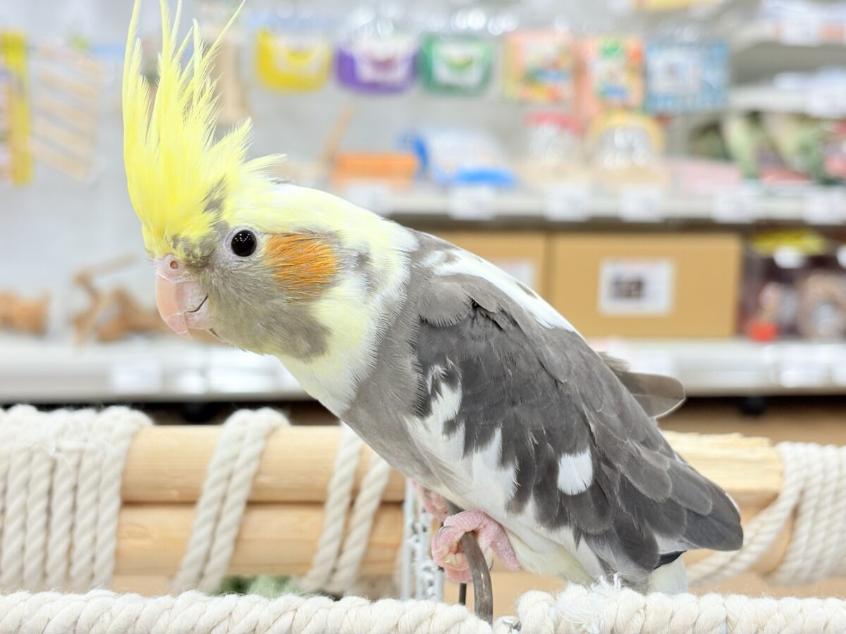 オカメインコ