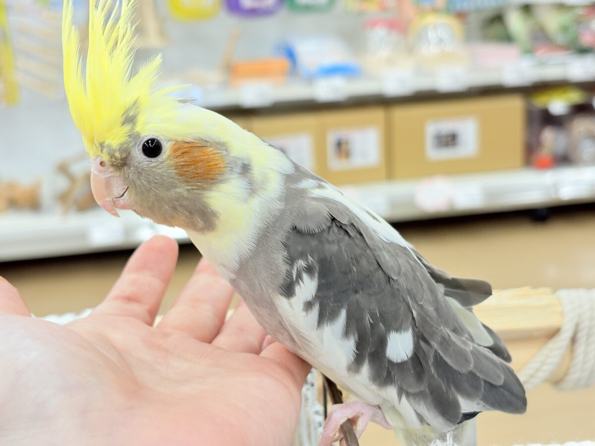 オカメインコ