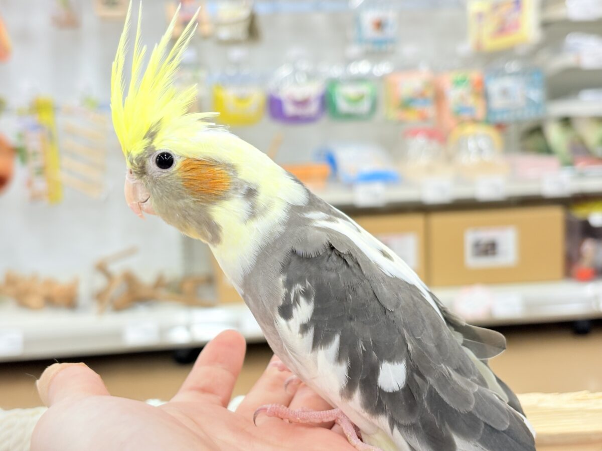 オカメインコ