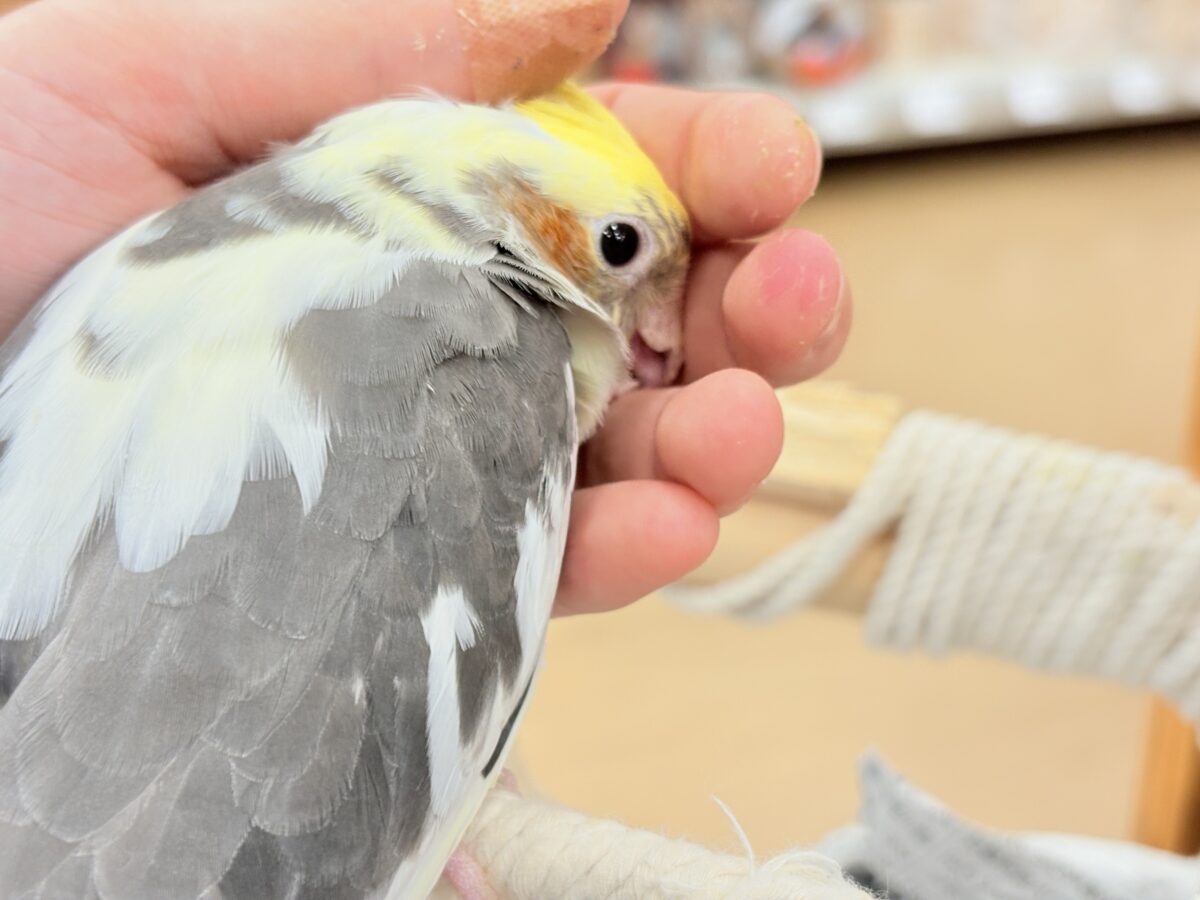 オカメインコ