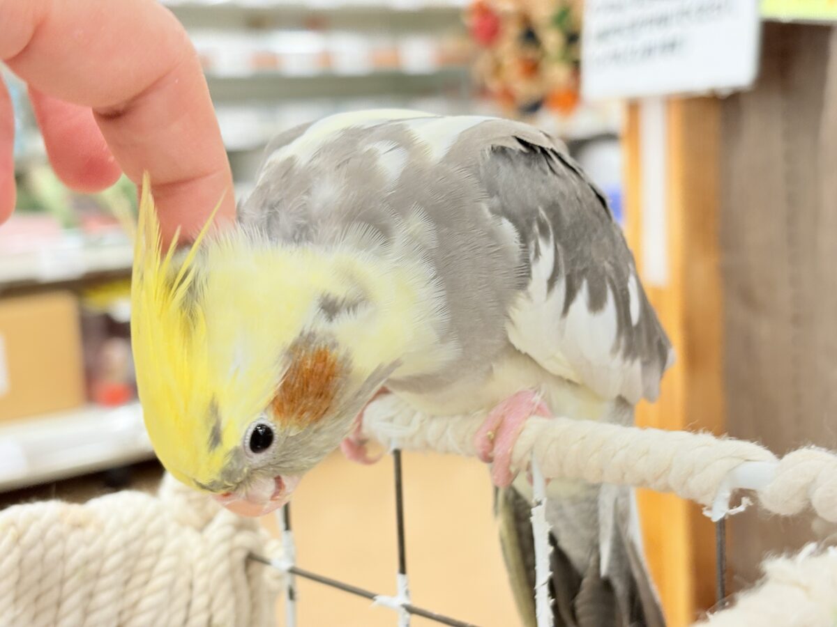 オカメインコ