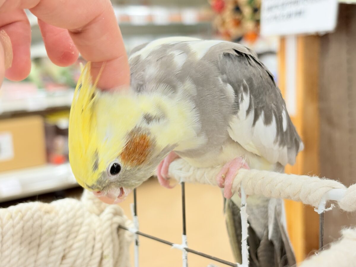 オカメインコ
