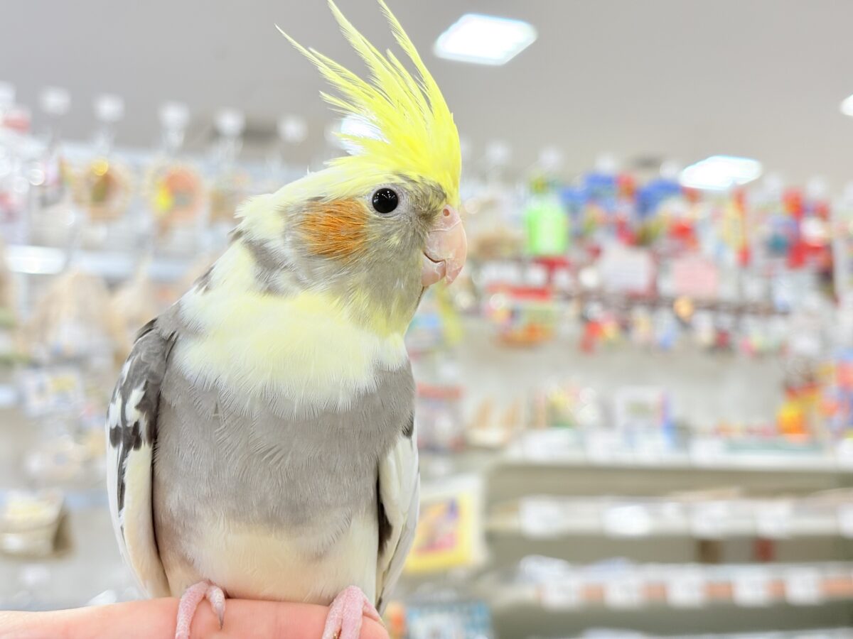 オカメインコ